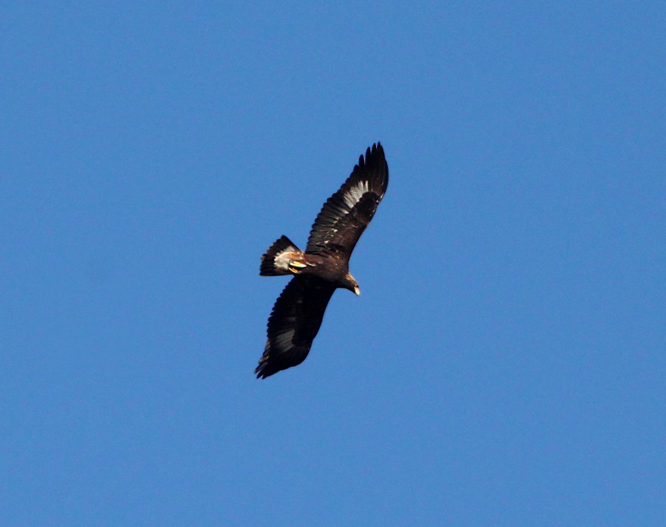 EAGLE, GOLDEN (11-3-10) imm, west end, patagonia lake, scc.az -01