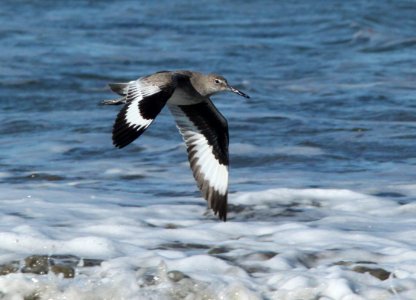 WILLET (3-22-10) morro bay, ca -01