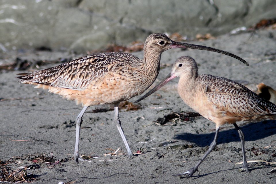 CURLEW, LONG-BILLED with GODWIT, MARBLED (11-23-09) estero bluffs state park, slo co, ca -01