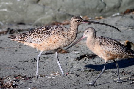 CURLEW, LONG-BILLED with GODWIT, MARBLED (11-23-09) estero bluffs state park, slo co, ca -01 photo