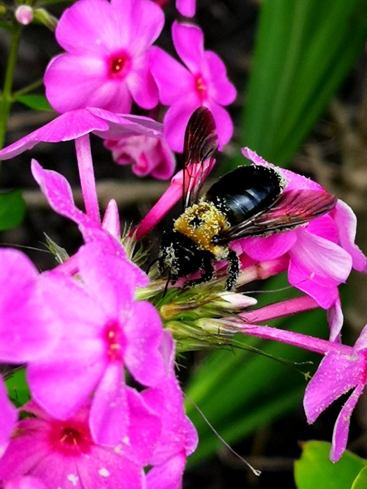 Carpenter bee nectar robbing Phlox paniculata