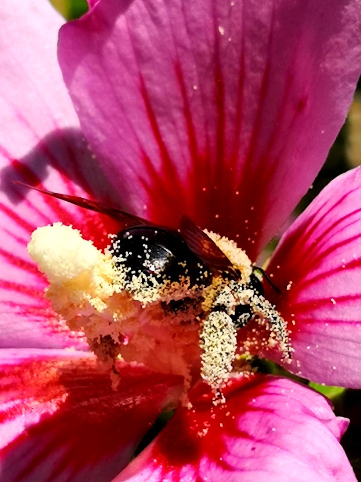Bee visiting rose of Sharon Hibiscus syriacus covered in pollen