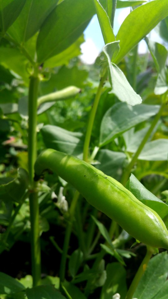 Aprovecho Select fava (broad) beans