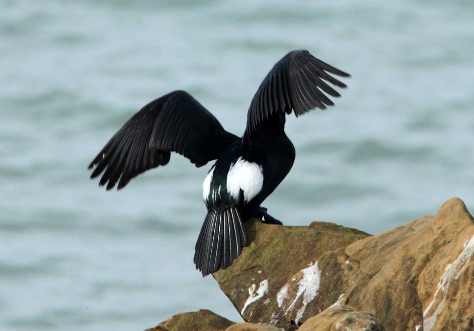 CORMORANT, PELAGIC (3-21-10) piedras blancas, slo co, ca -06