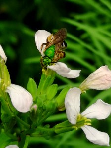 Sweat bee visits radish flower