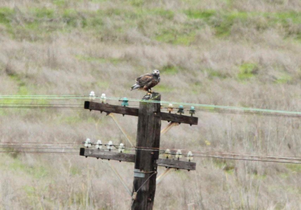HAWK, FERRUGINOUS (12-10-09) intermediare phase, cal poly, slo, ca -02