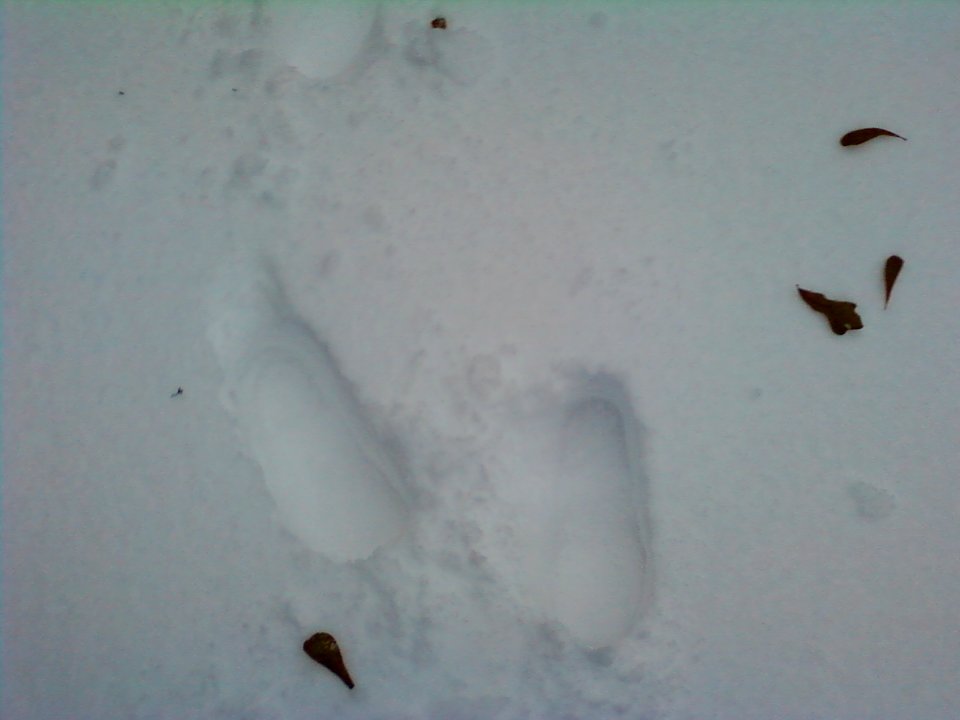 Footprints in the Snow