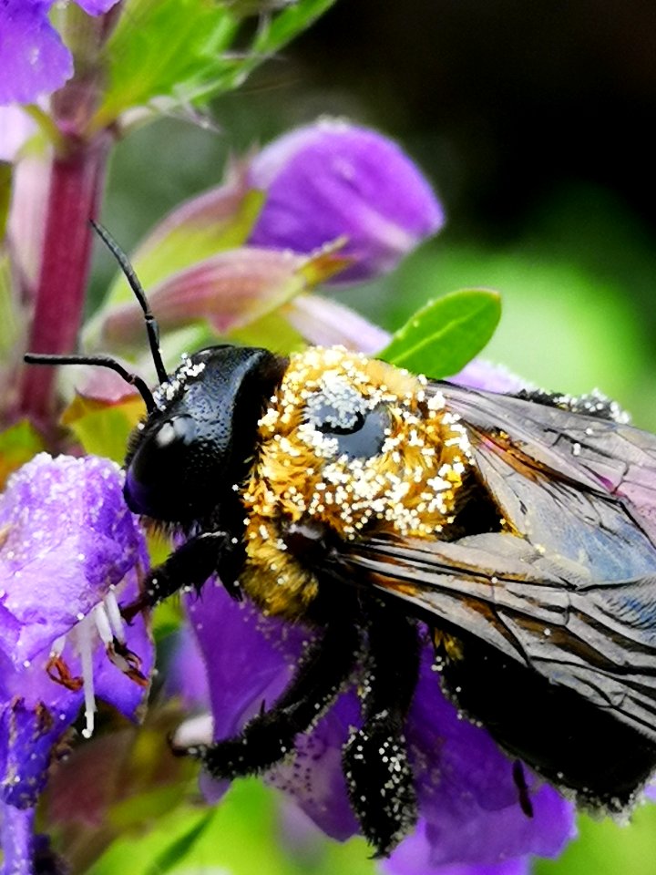 Carpenter bee (Xylocopa sp.) visiting flowers of dragonhead (Dracocephalum moldavica), with pollen