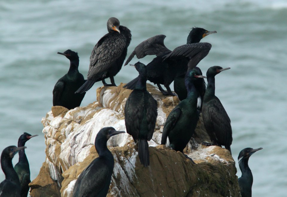 CORMORANTS (3-21-10) piedras blancas, slo co, ca -02