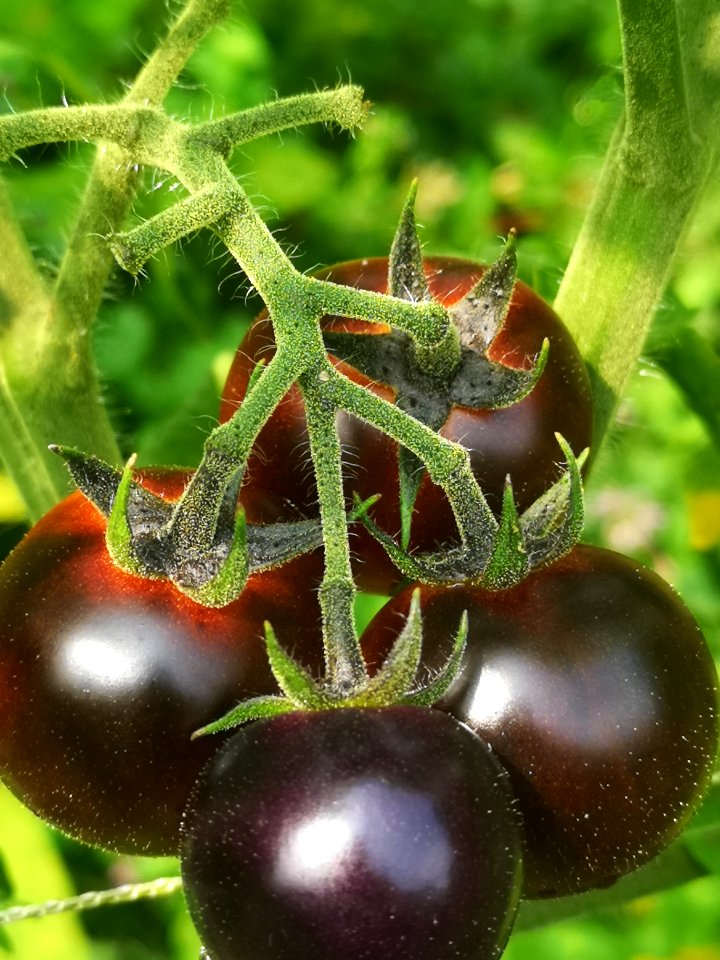 Dancing with Smurfs tomato