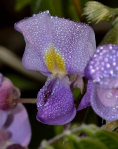 Nature flower drops photo