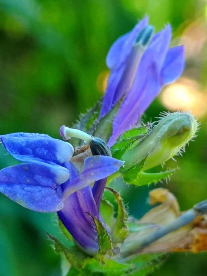 Blue cardinal flower. Lobelia siphilitica