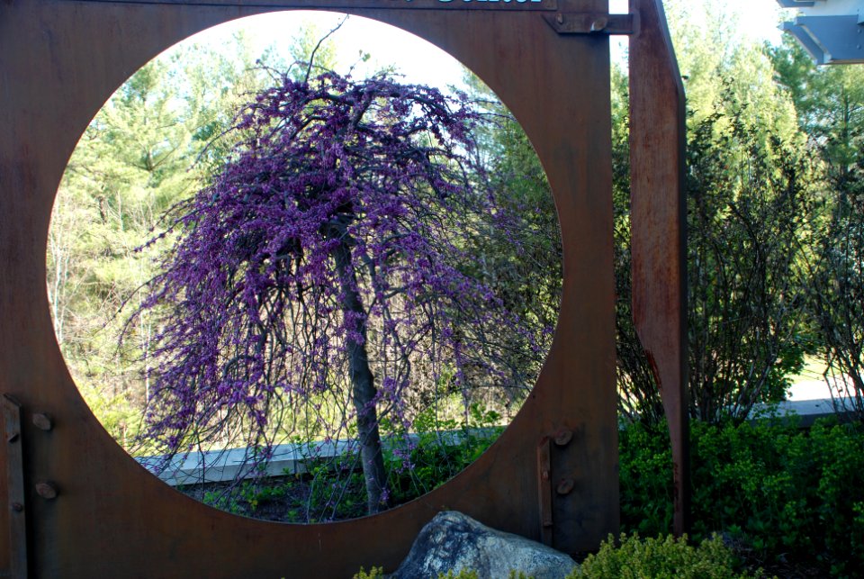 Texas Redbud, Cercis canadensis var. texensis 'Traveller' , Gloria Polakof