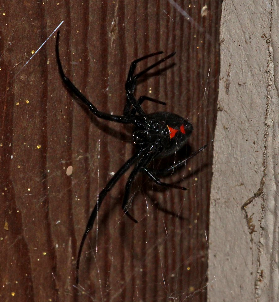SPIDER, BLACK WIDOW (1-2-10) canet rd, morro bay, ca -03