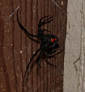 SPIDER, BLACK WIDOW (1-2-10) canet rd, morro bay, ca -03