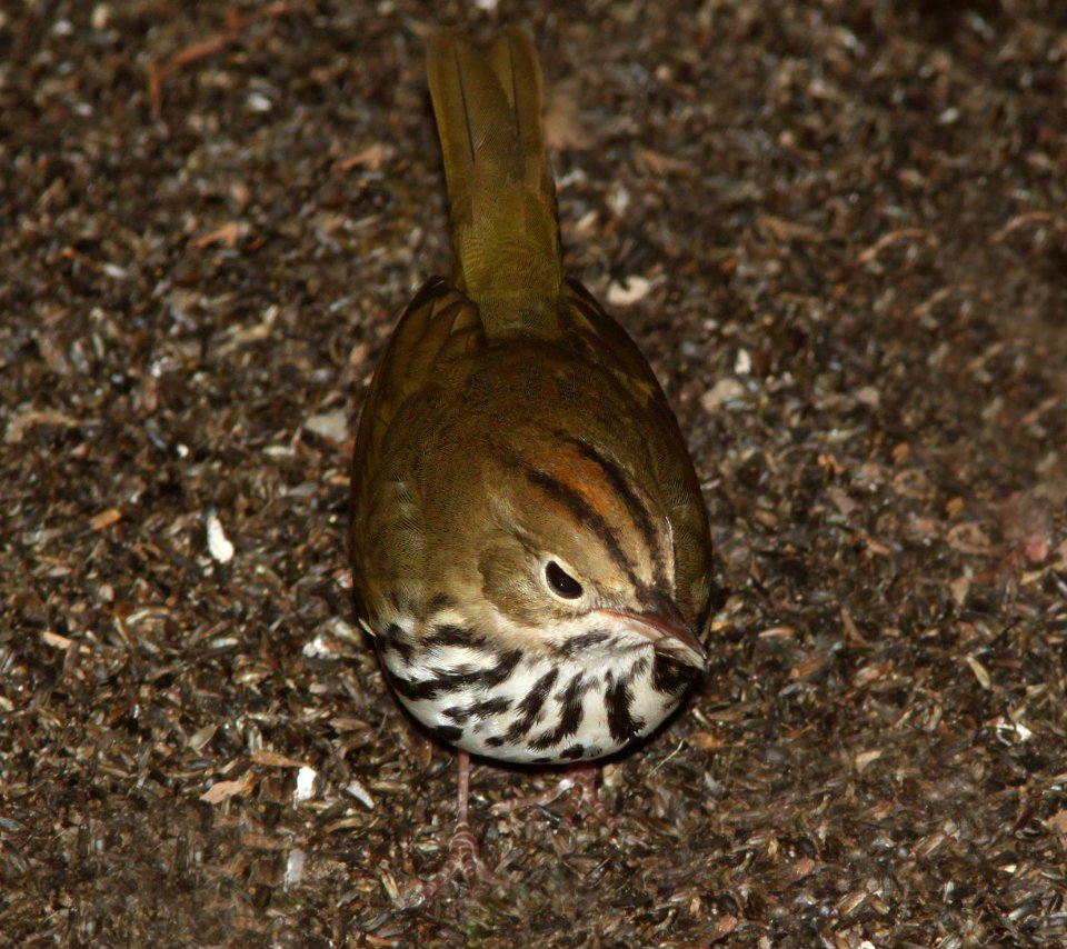 OVENBIRD (10-12-09) atascadero, slo co, ca -08