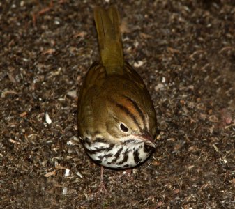 OVENBIRD (10-12-09) atascadero, slo co, ca -08