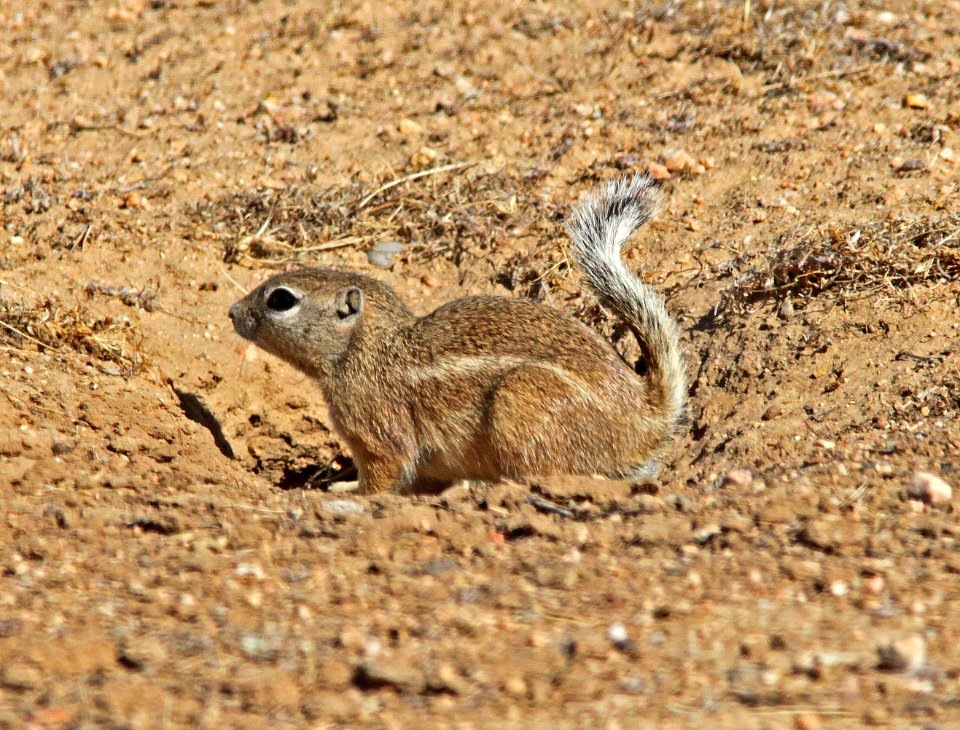 SQUIRREL, SAN JOAQUIN ANTELOPE (citellus nelsoni) (10-29-09) carrizo plain national monument, slo co, ca -01
