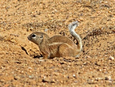 SQUIRREL, SAN JOAQUIN ANTELOPE (citellus nelsoni) (10-29-09) carrizo plain national monument, slo co, ca -01