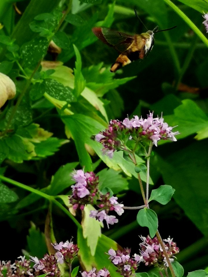 Snowberry clearwing moth (Hemaris diffinis) visiting oregano (Origanum vulgare)