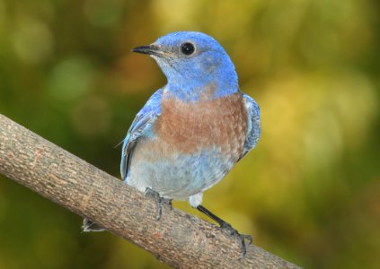 BLUEBIRD, WESTERN (3-20-10) canet road, morro bay, slo co, ca -10
