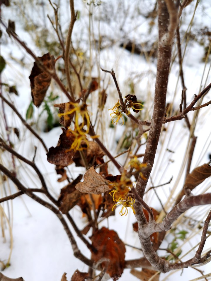 American witch-hazel (Hamamelis virginiana)