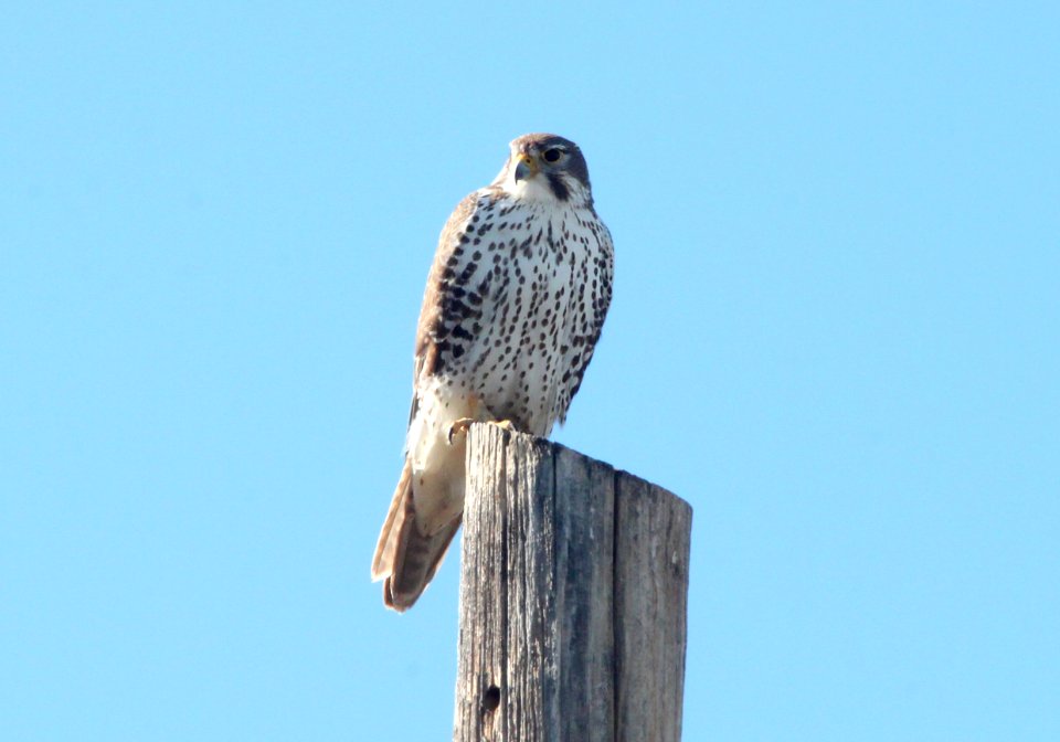 FALCON, PRAIRIE (1-14-10) carrizo plain, slo co, ca .01
