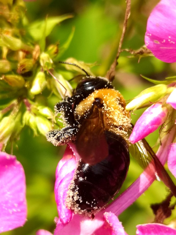 Carpenter bee Xylocopa virginica visiting Phlox paniculata