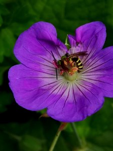 Sweat bee visiting cranesbill Geranium Azure Rush