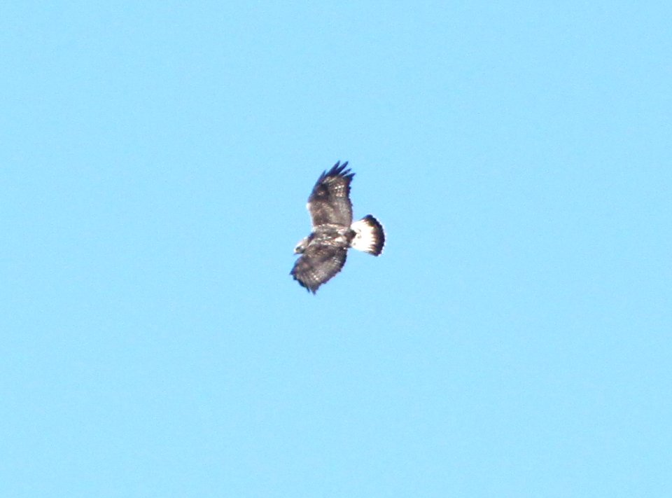 HAWK, ROUGH-LEGGED (1-14-10) sub-adult female, carrizo plain, slo co, ca .03