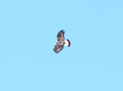 HAWK, ROUGH-LEGGED (1-14-10) sub-adult female, carrizo plain, slo co, ca .03
