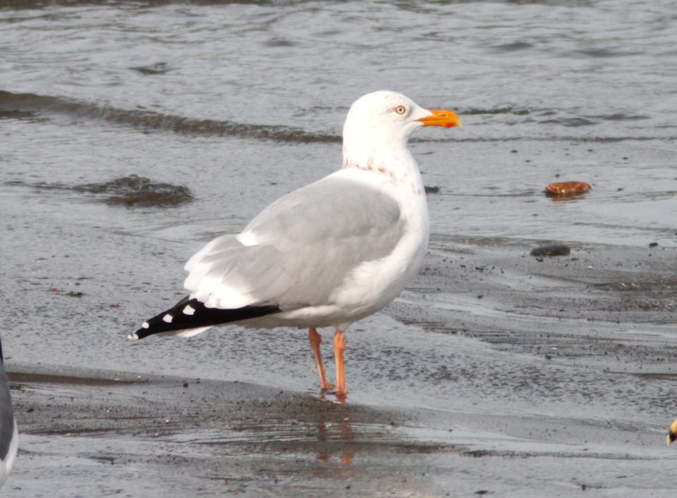 GULL, HERRING (3-21-10) adult, elephant seal vista, slo co, ca -01