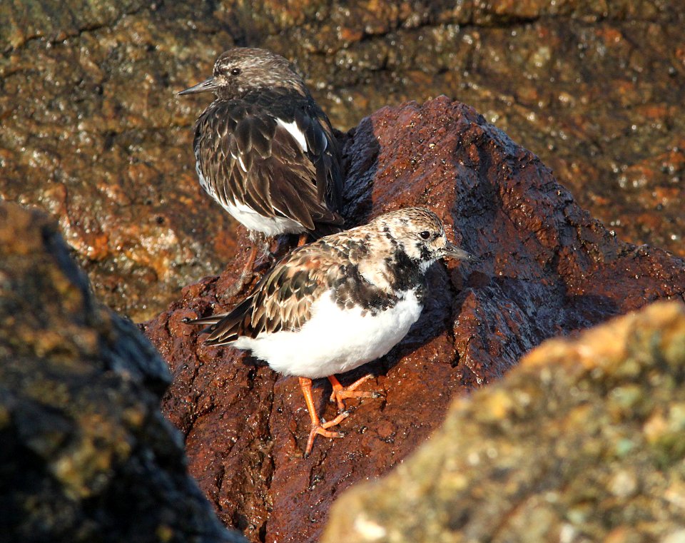 TURNSTONE, RUDDY and BLACK (3-25-10) estero bluffs, slo co, ca -02