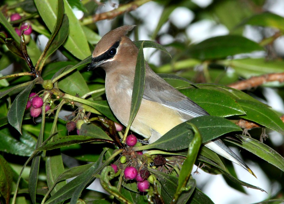 WAXWING, CEDAR (11-11-09) slo co, ca -06