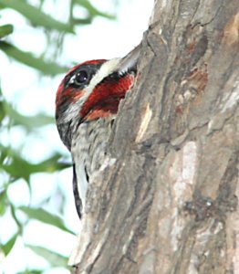 SAPSUCKER, RED-BREASTED (12-20-09) santa rosa park, slo, ca -05