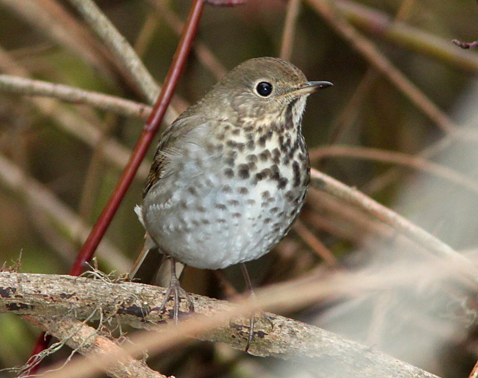THRUSH, HERMIT (11-4-09) coon creek trail, mdo, slo co, ca -02