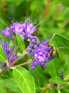 Sweat bee visiting bluebeard Caryopteris Dark Knight photo