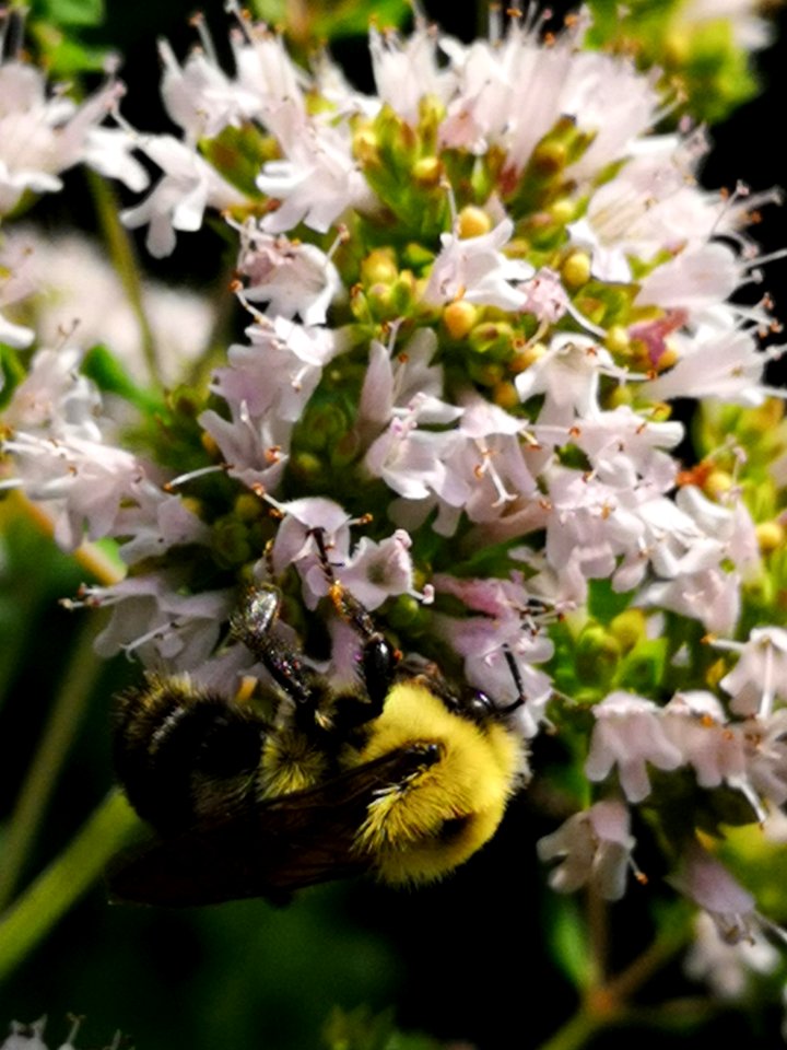 Bumblebee (Bombus sp.) visiting oregano (Origanum vulgare) flowers