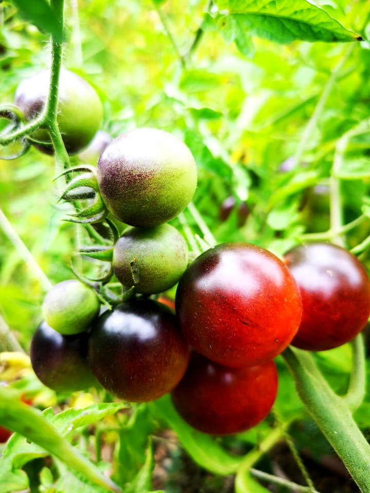 Dancing with Smurfs blue (antho) cherry tomatoes