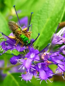 Sweat bee visiting bluebeard Caryopteris Dark Knight