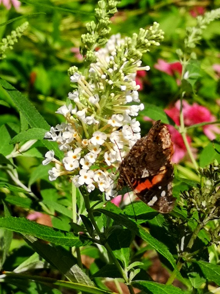 Red admiral butterfly Vanessa atalanta visiting butterfly bush Buddleja