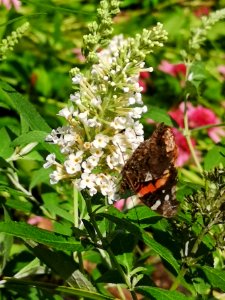 Red admiral butterfly Vanessa atalanta visiting butterfly bush Buddleja
