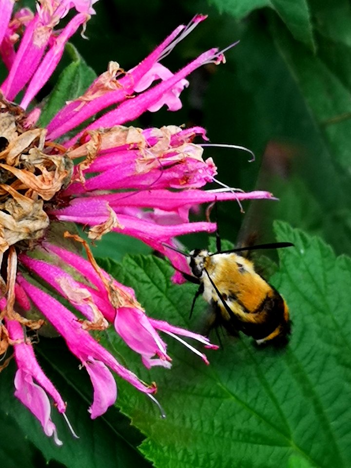 Snowberry clearwing moth (Hemaris diffinis) visiting bee balm (Monarda didyma 'Balmy Pink')