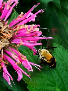 Snowberry clearwing moth (Hemaris diffinis) visiting bee balm (Monarda didyma 'Balmy Pink')