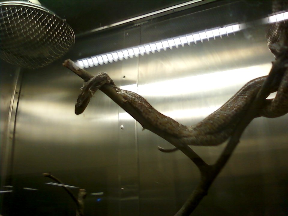 Snake