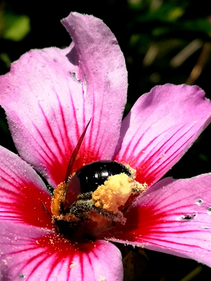 Bee visiting rose of Sharon Hibiscus syriacus covered in pollen