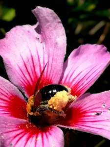 Bee visiting rose of Sharon Hibiscus syriacus covered in pollen