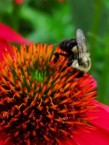 Bumblebee visiting coneflower Echinacea 'Cheyenne Spirit'