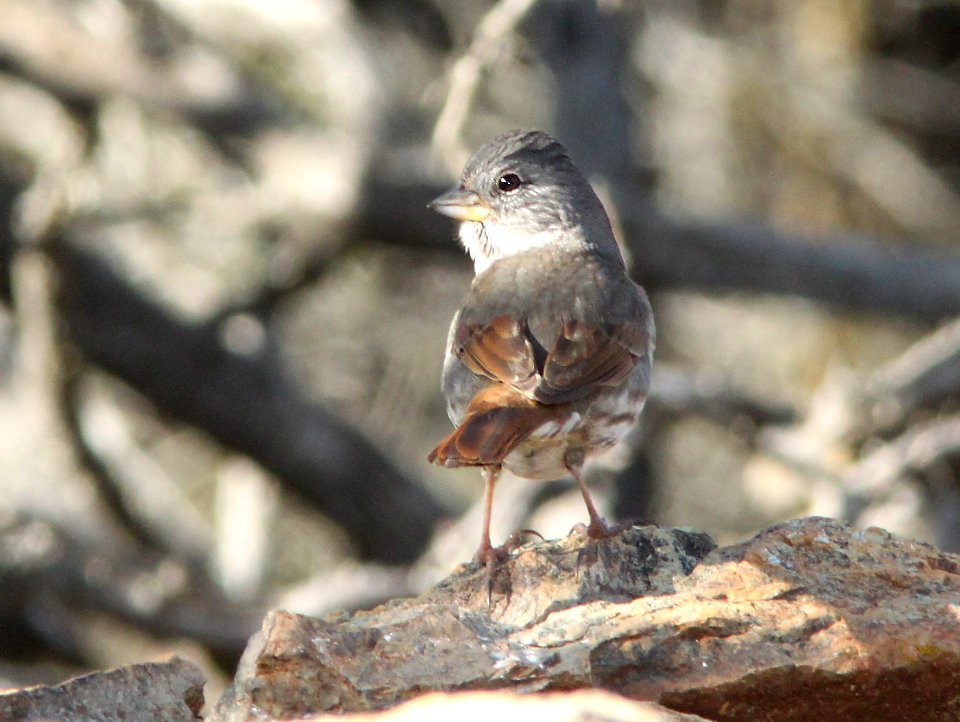 SPARROW, FOX (1-8-10) slate-colored or thick-billed, cuesta ridge, slo co, ca -01
