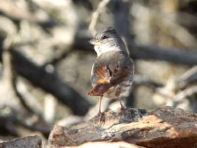 SPARROW, FOX (1-8-10) slate-colored or thick-billed, cuesta ridge, slo co, ca -01
